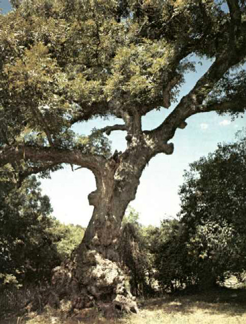 Castroville Pecan-1969